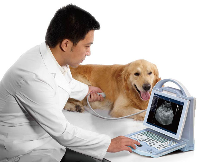 Ultrasound imaging on dogs BW540V